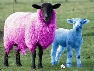 娱乐吃瓜外婆养大的羊羊视频,娱乐吃瓜界的暖心萌宠  第2张