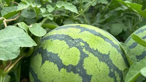 湖南娱乐吃瓜在一线,揭秘娱乐圈背后的故事  第3张