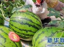 娱乐吃瓜资料来源于什么,揭秘娱乐圈吃瓜资料的来源与传播  第1张